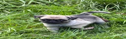 Pug dogs for sale: Milo - Ad 1