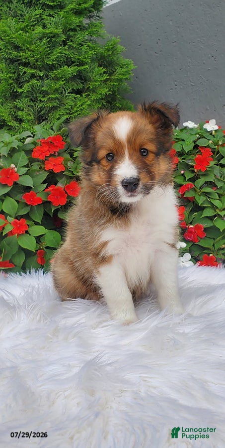 Shetland Sheepdog dogs Lilly - Ad 2