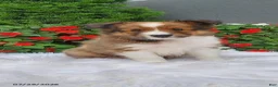 Shetland Sheepdog dogs for sale: Lilly - Ad 2
