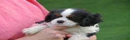 Cavalier King Charles Spaniel dogs for sale: Cavalier King Charles Spaniel 2 - Ad 2