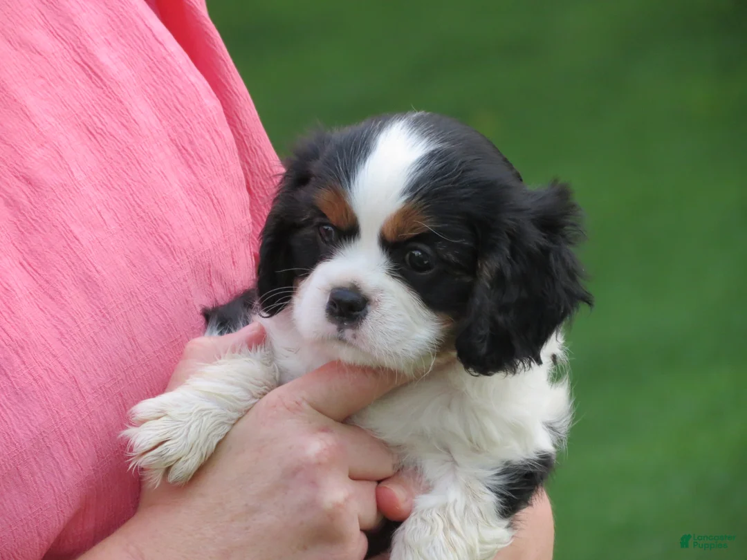 Cavalier King Charles Spaniel dogs for sale: Cavalier King Charles Spaniel 2 - Ad 2
