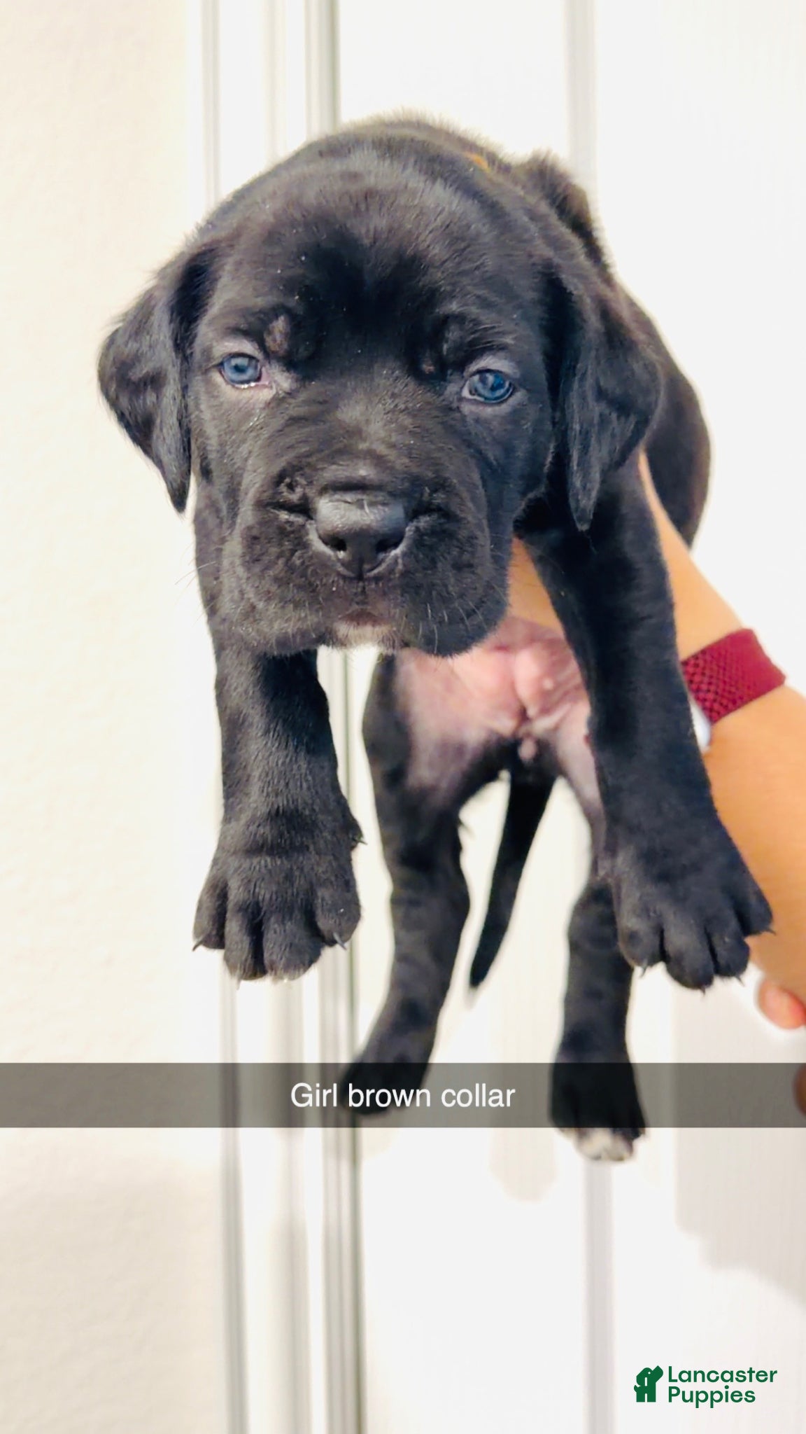 Cane Corso dogs Cane Corso Puppy 1 - Ad 23