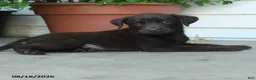 Labrador Retriever dogs for sale: Peyton - Ad 4