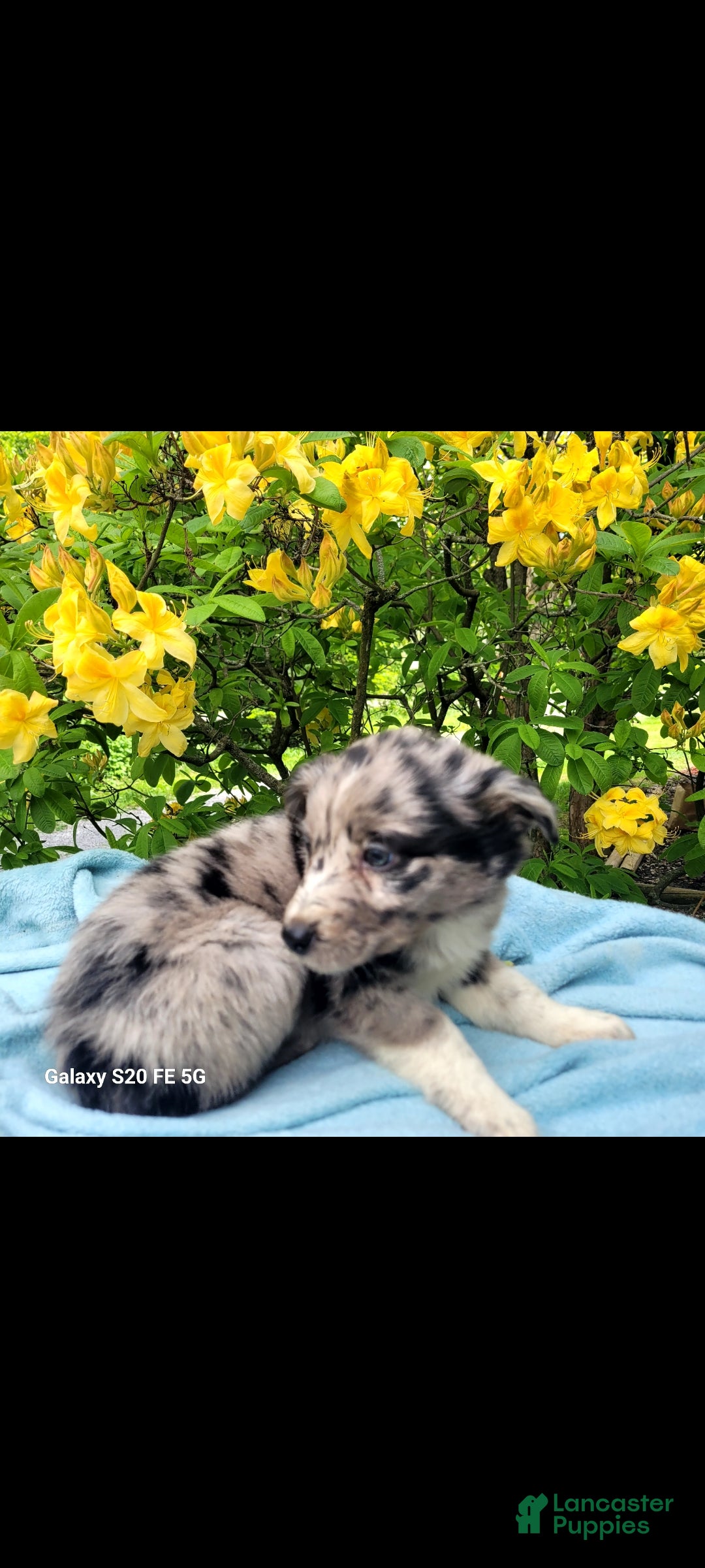 Australian Shepherd dogs Australian Shepherd Puppy 7 - Ad 5