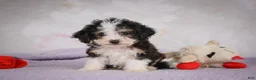 Mini Bernedoodle dogs for sale: Mae - Ad 4