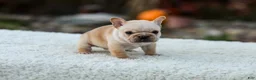 French Bulldog dogs for sale: Jill - Cream - Ad 9