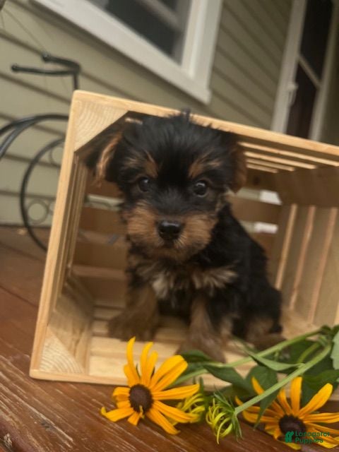 Yorkshire Terrier dogs Austin - Ad 1