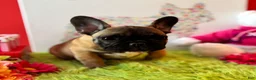 French Bulldog dogs for sale: French Bulldog Puppy 2 - Ad 5