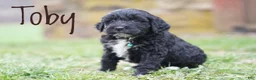 Portuguese Water Dog dogs for sale: Toby - Ad 5