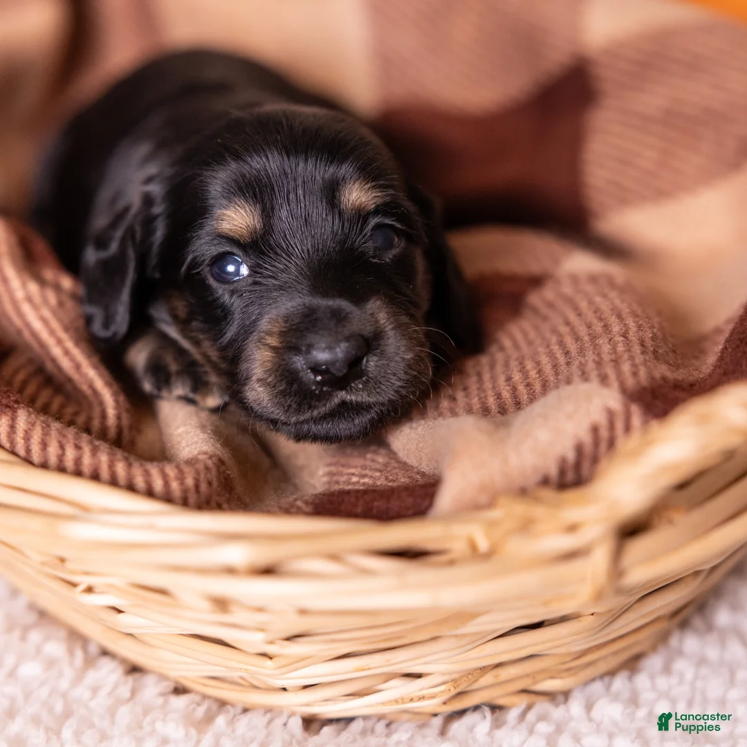 Miniature Dachshund dogs for sale: Cassi - Ad 1