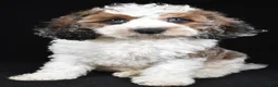 Cockapoo dogs for sale: Flash - Ad 7