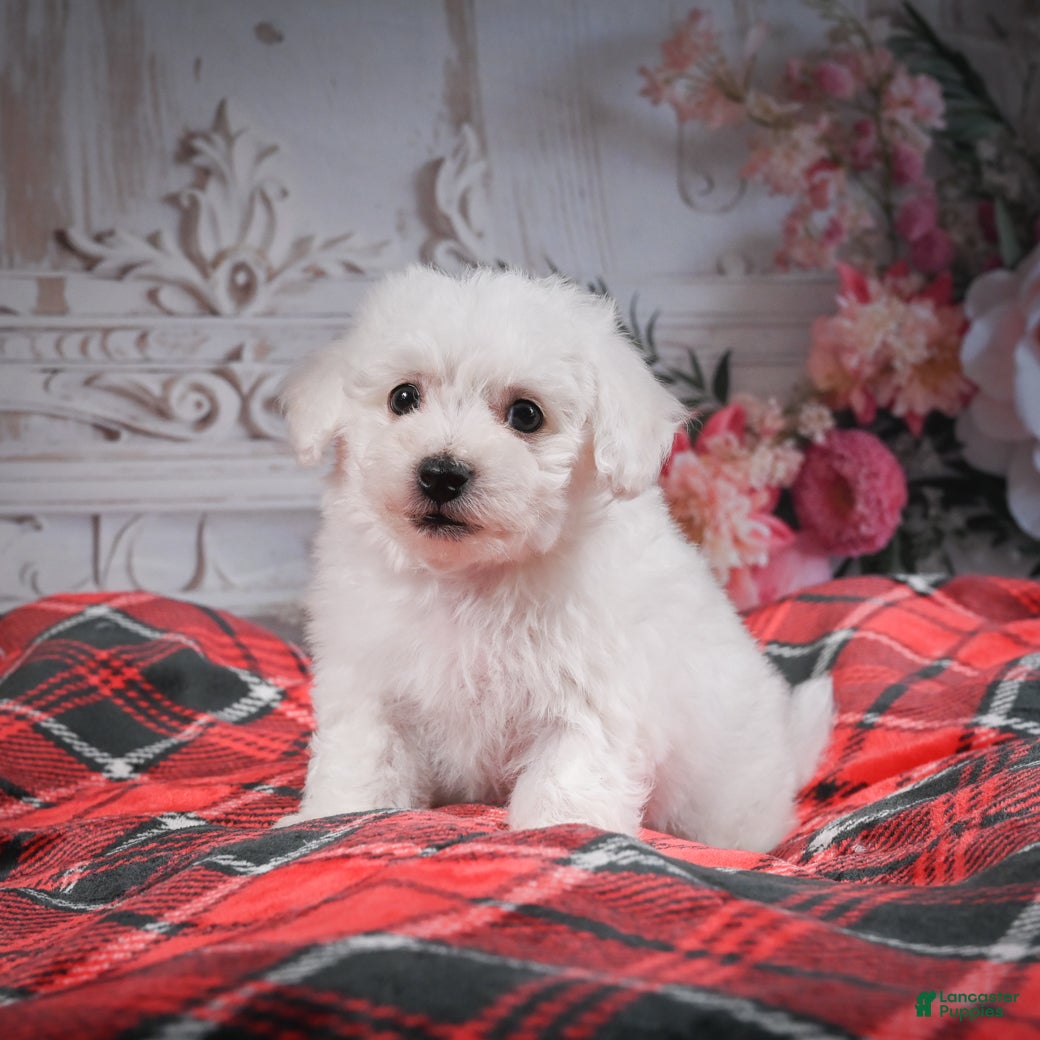 Bichon Frise dogs AKC-Romeo - Ad 1