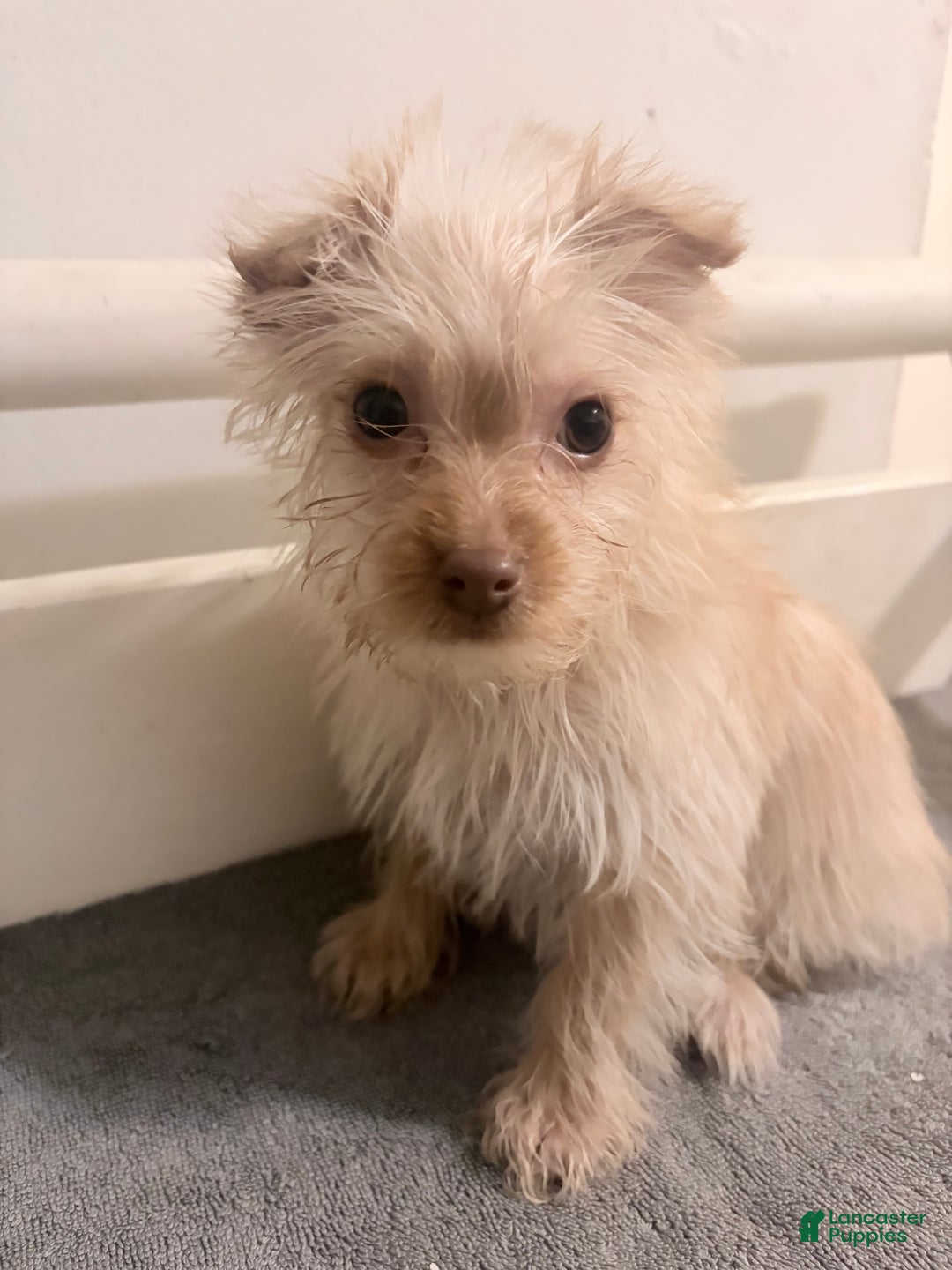 Morkie dogs for sale: Simba - Ad 2