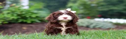 Cockapoo dogs for sale: Hazel - Ad 3