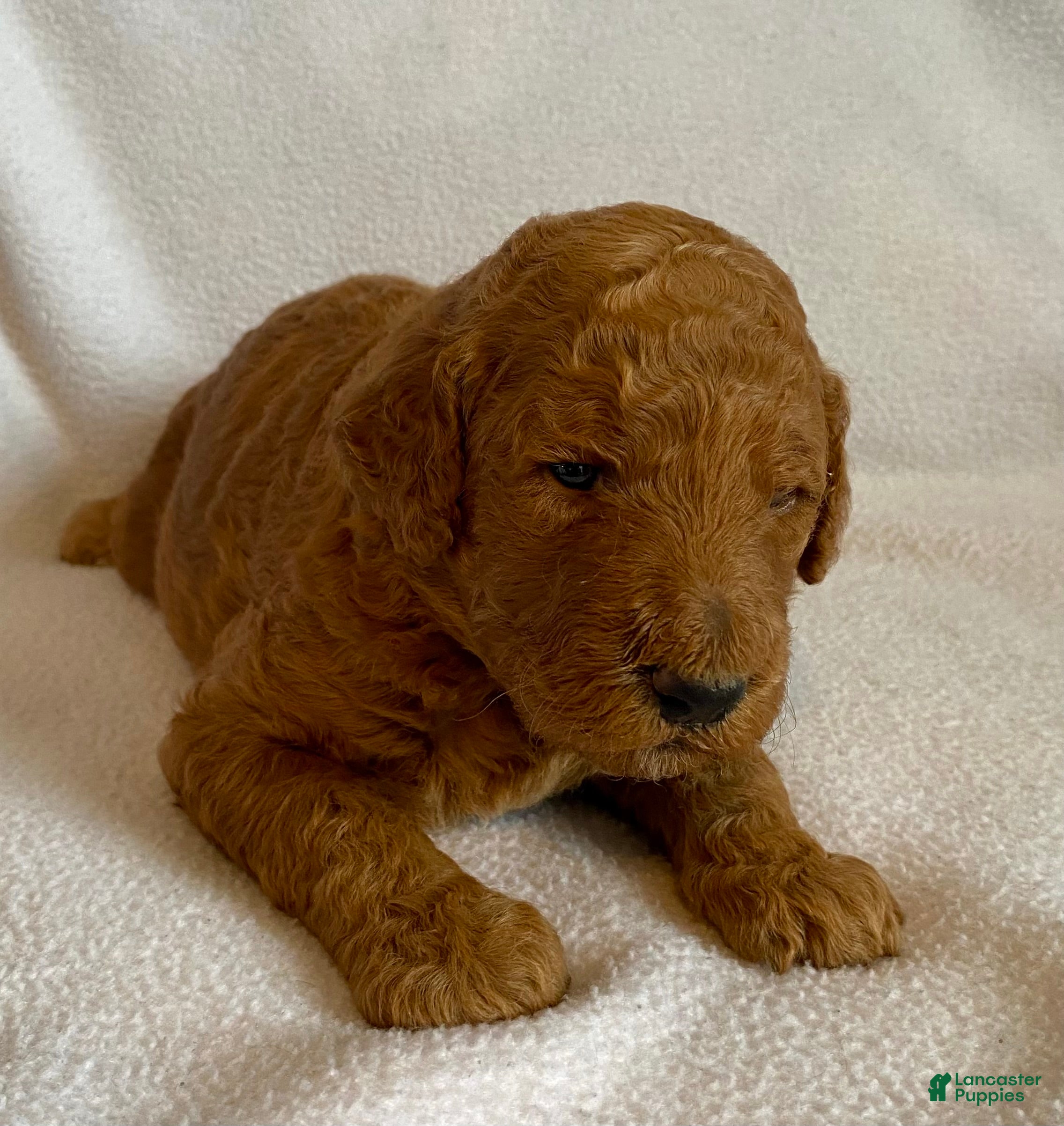 Standard Poodle dogs Standard Poodle 4 - Ad 32