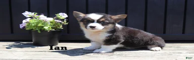 Ian