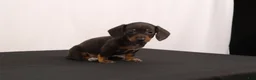 Dachshund dogs for sale: Nancy - Ad 11