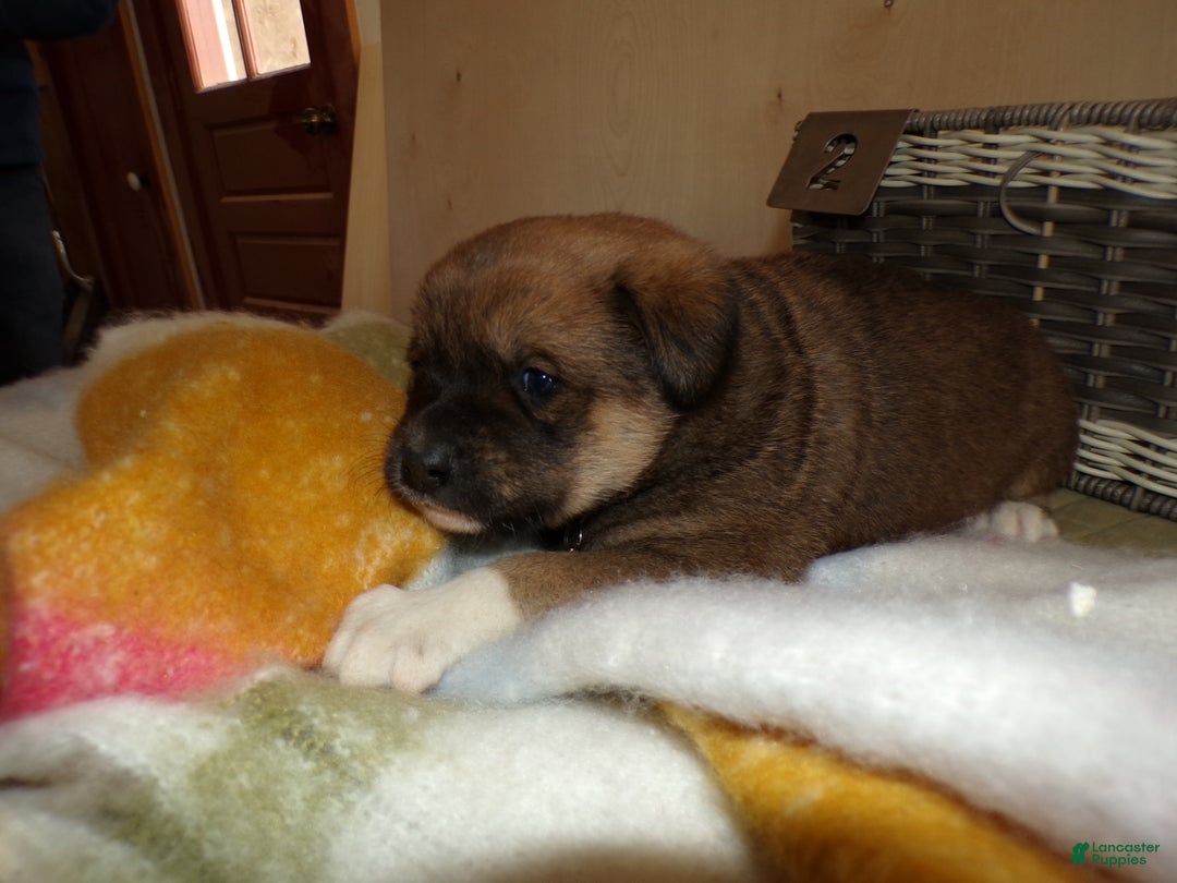 Border Collie dogs for sale: Border Collie Puppy 3 Miranda - Ad 3