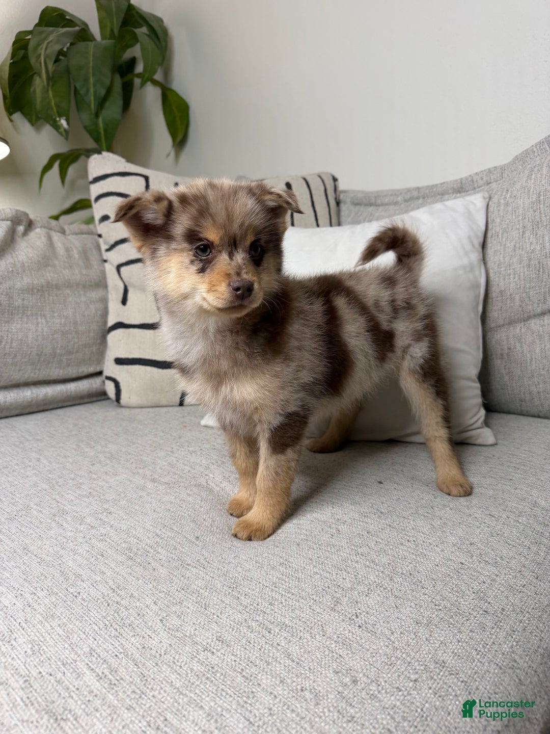 Pomsky dogs for sale: Molly - Ad 13