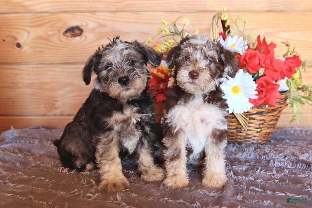 Miniature Schnauzer dogs for sale: Zoe - Ad 2