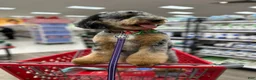 Miniature Poodle dogs for sale: Miley - Ad 4