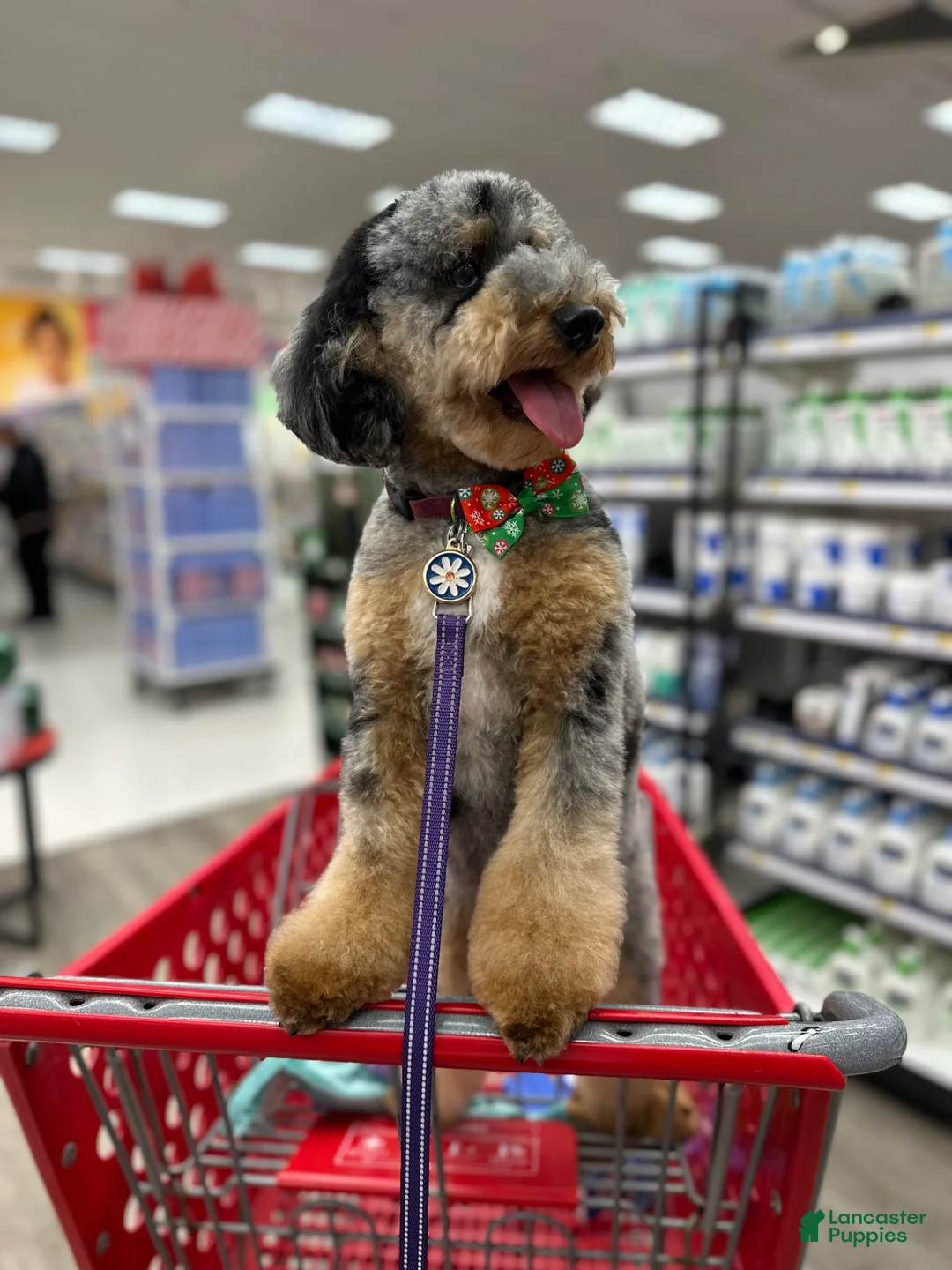 Miniature Poodle dogs for sale: Finley - Ad 2