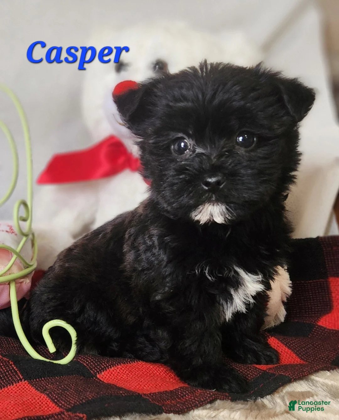 Yochon dogs for sale: Casper - Ad 1