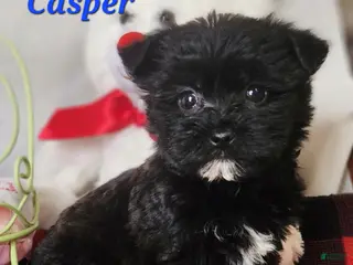 Yochon dogs for sale: Casper - Ad 2