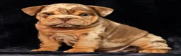 English Bulldog dogs for sale: Scarlett - Ad 6