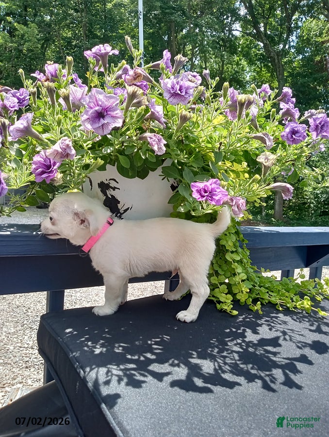 Chihuahua dogs White Chocolate - Ad 2