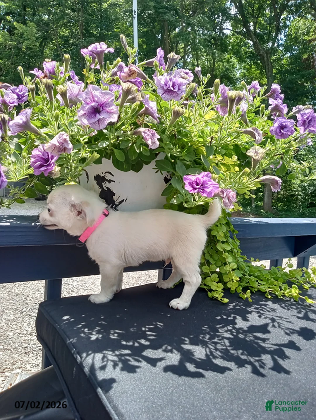 Chihuahua dogs for sale: White Chocolate - Ad 2