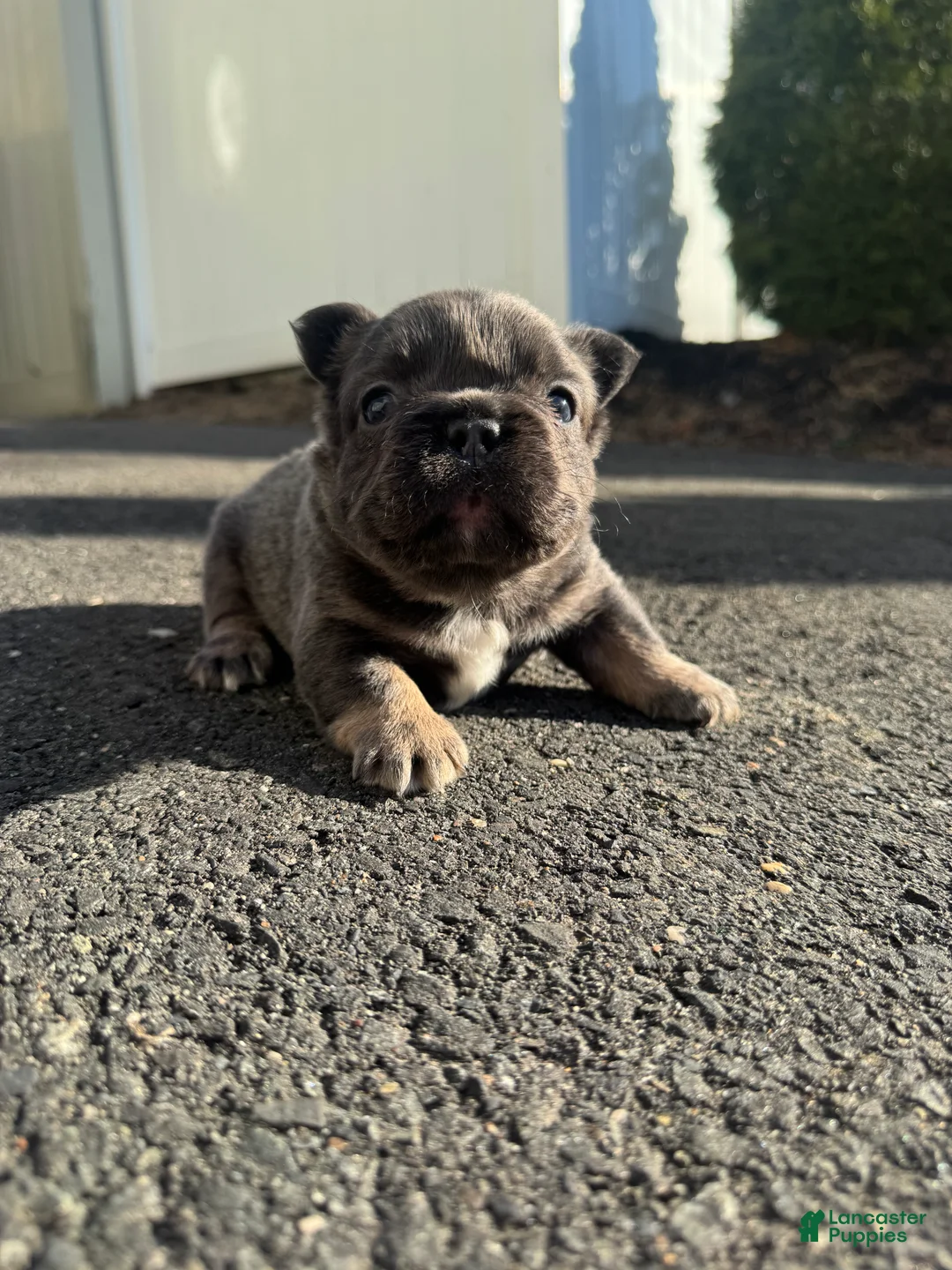 French Bulldog dogs for sale: Teddy - Ad 2