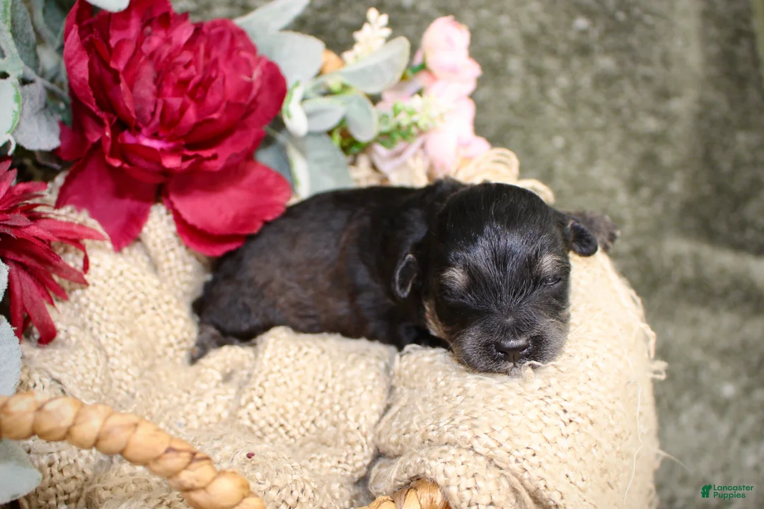 Mini Aussiedoodle dogs for sale: Bandit- F1B Mini AussieDoodle Boy in NC- Black Phantom - Ad 1