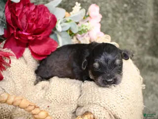 Mini Aussiedoodle dogs for sale: Bandit- F1B Mini AussieDoodle Boy in NC- Black Phantom - Ad 1