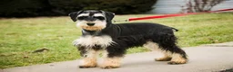 Miniature Schnauzer dogs for sale: Frederic - Ad 6