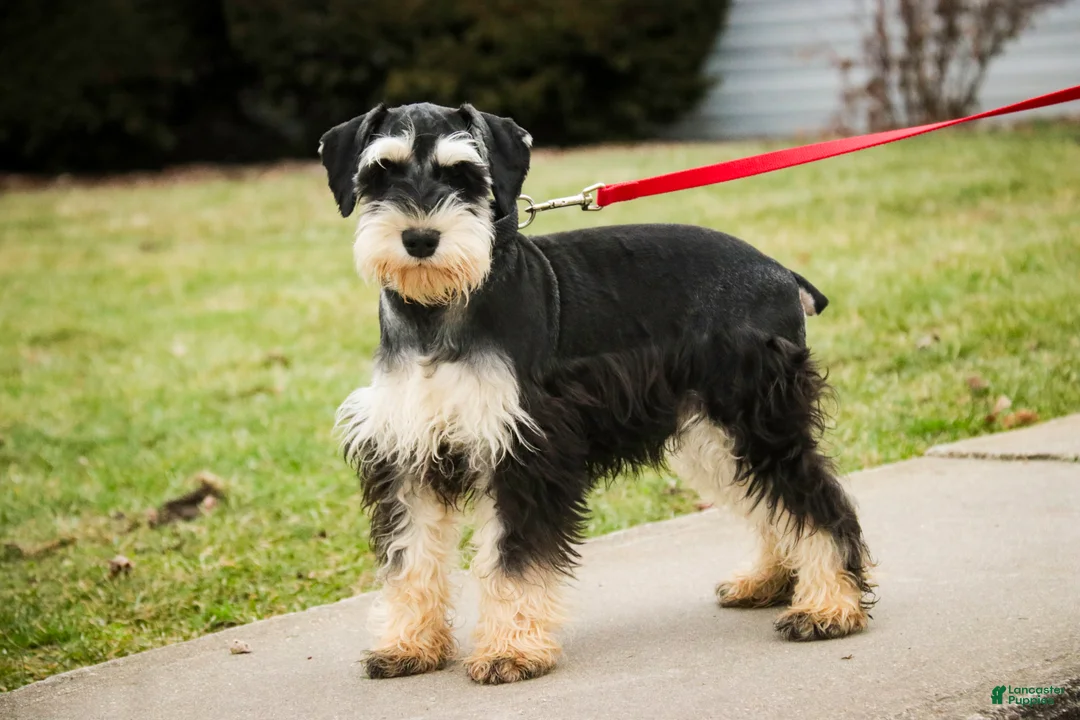 Miniature Schnauzer dogs for sale: Frederic - Ad 6