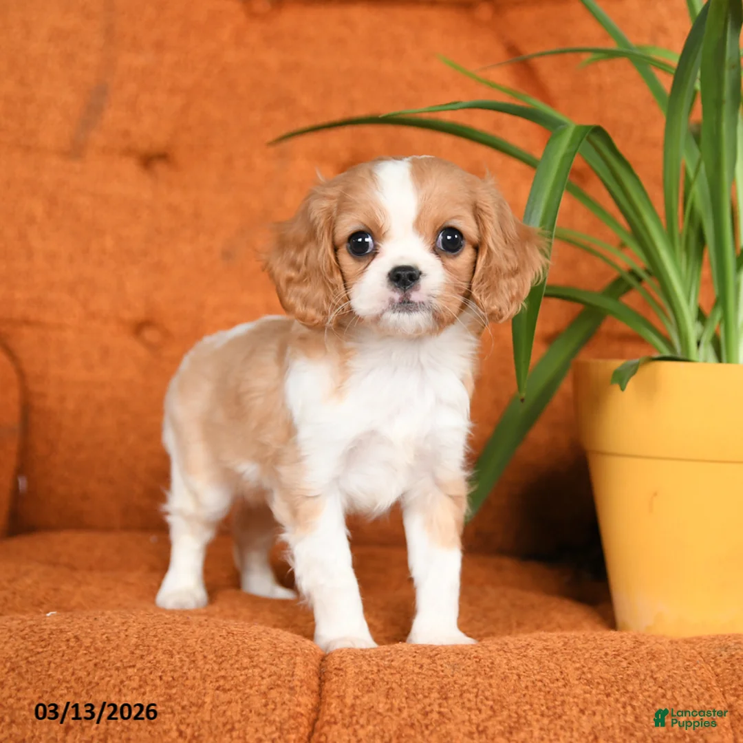 Cavapoo dogs for sale: Cinnamon - Ad 2