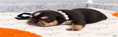 Red - Female - Tricolor French Bulldog