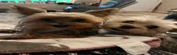 Yorkshire Terrier dogs for sale: Payton - Ad 19