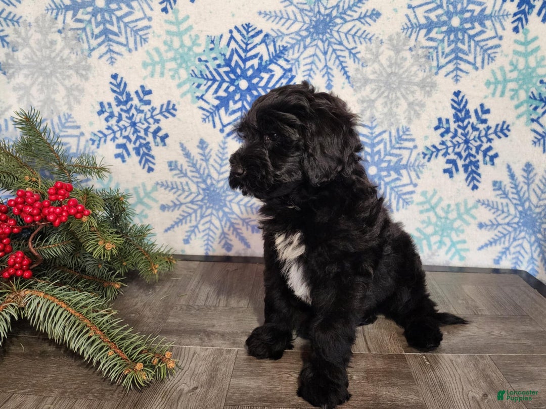 Mini Bernedoodle dogs for sale: Grace - Ad 14