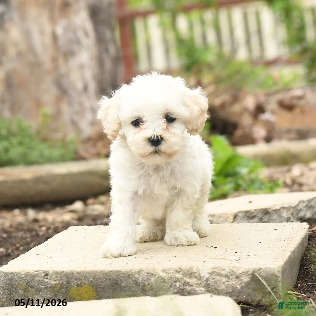 Bichpoo dogs for sale: Vladamer - Ad 1