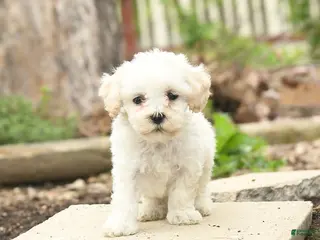 Bichpoo dogs for sale: Vladamer - Ad 2