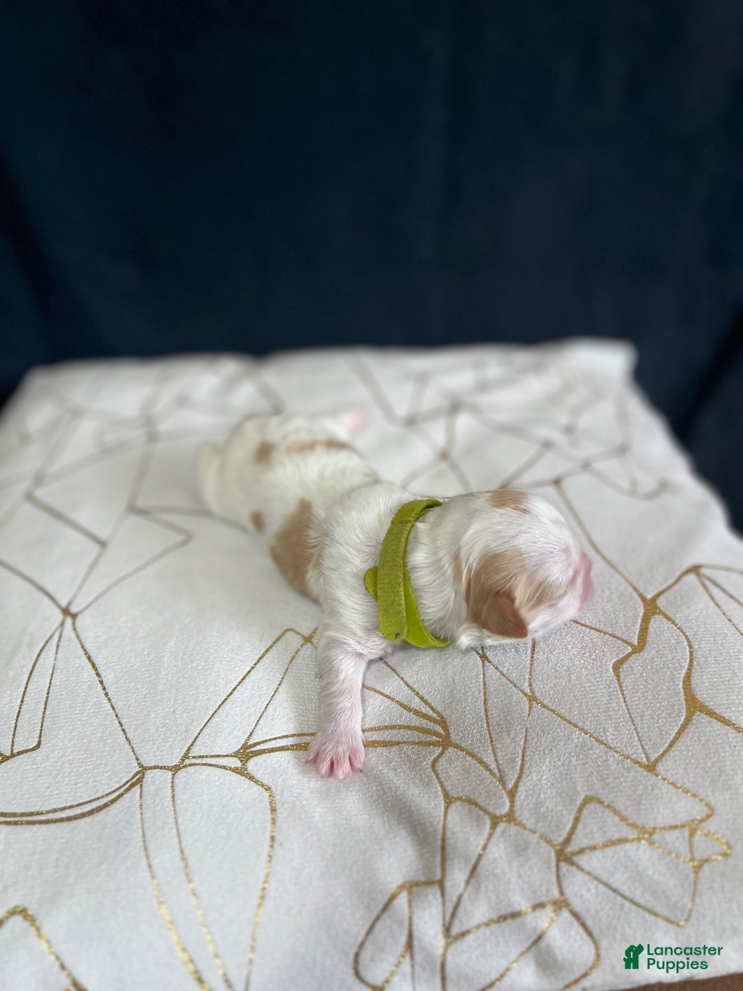 Shih Tzu dogs for sale: Daisy - Ad 6