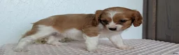 Cavapoo dogs for sale: Stella - Ad 6