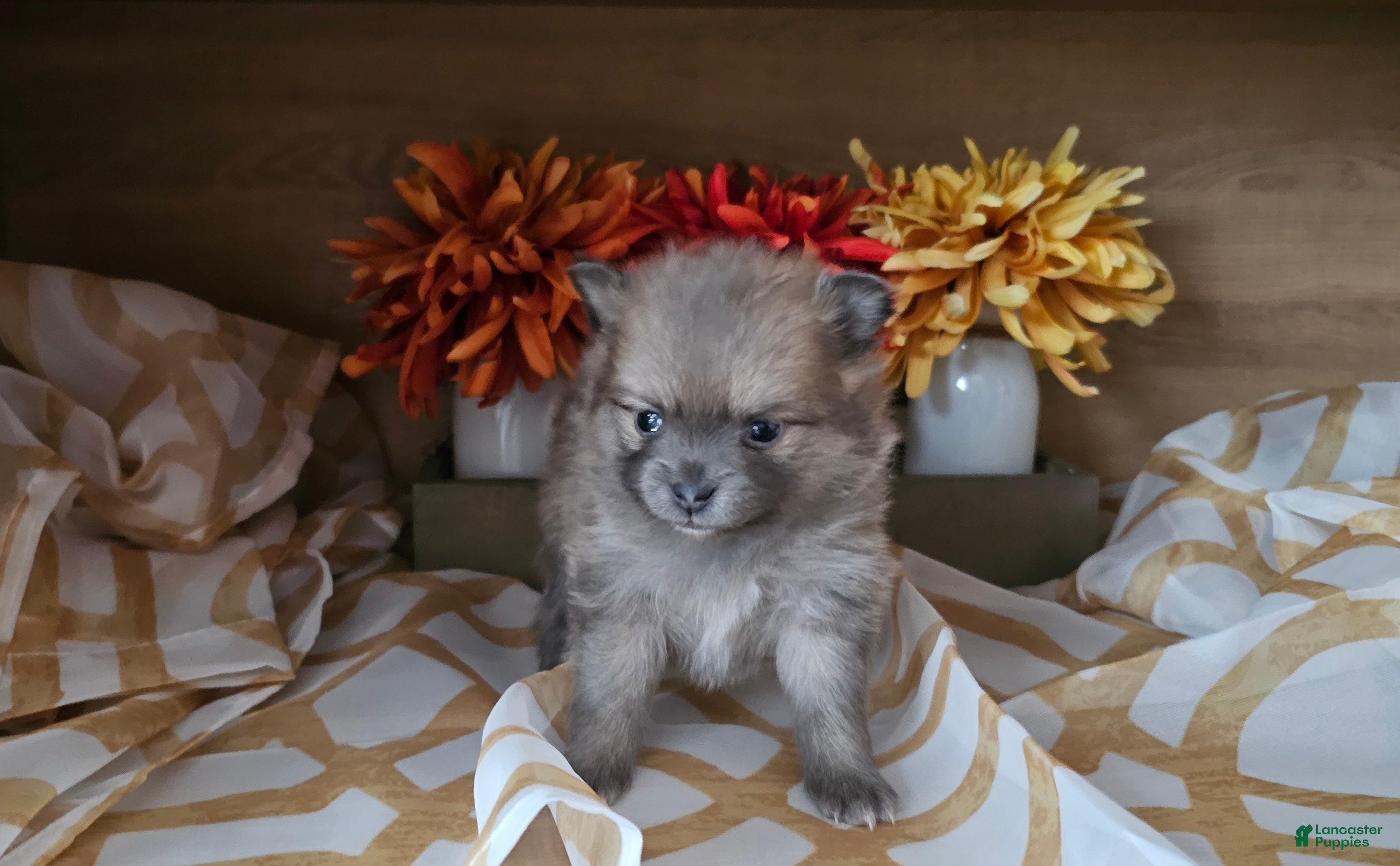 Pomeranian dogs Pomeranian Puppy 2 - Ad 3