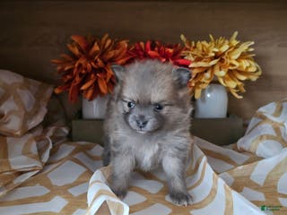 Pomeranian dogs Pomeranian Puppy 2 - Ad 3