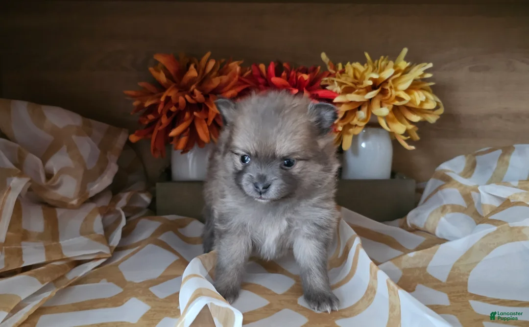 Pomeranian dogs for sale: Pomeranian Puppy 2 - Ad 1