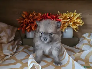 Pomeranian dogs Pomeranian Puppy 2 - Ad 1