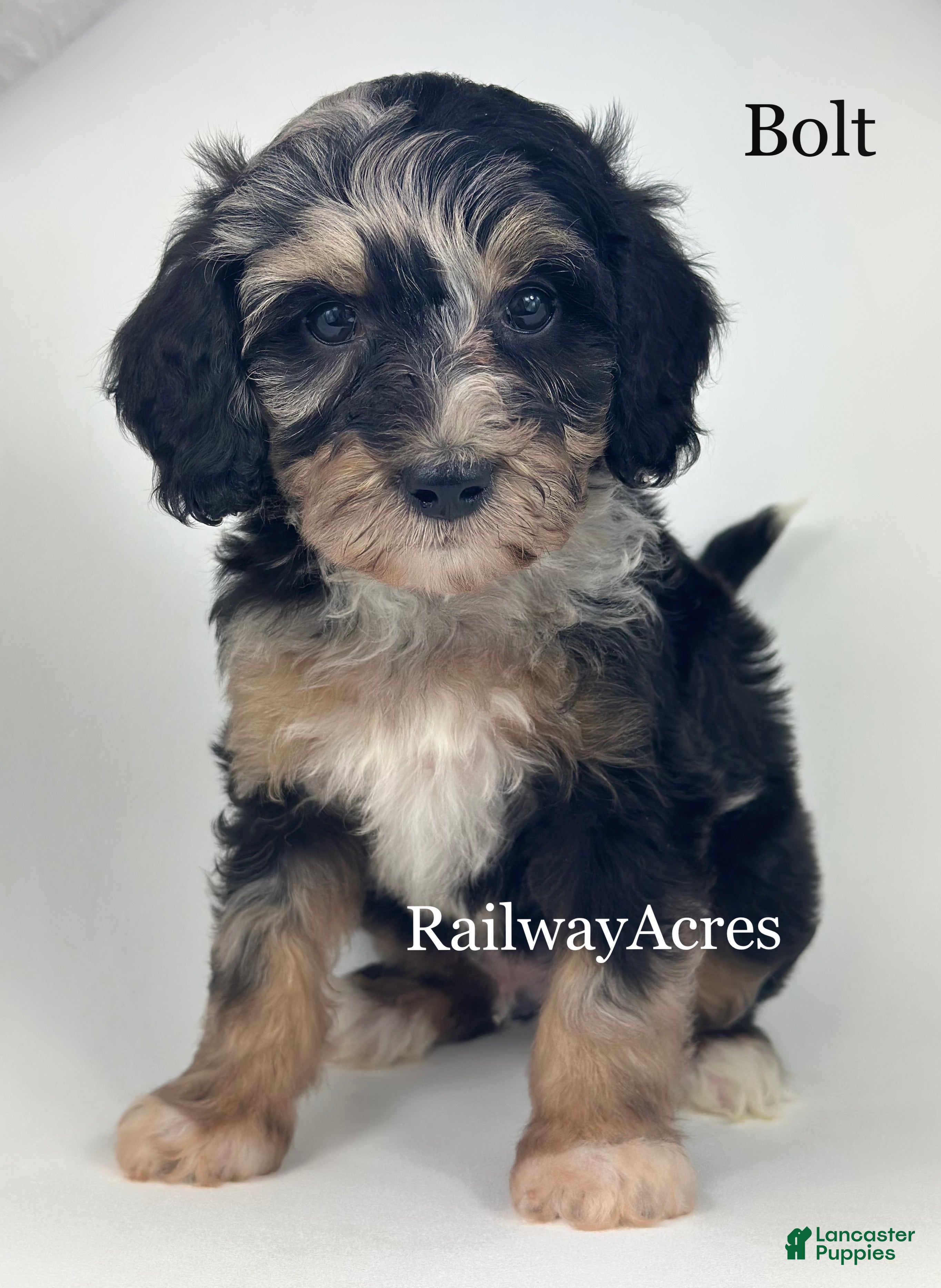 Goldendoodle dogs Bolt - Ad 9