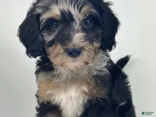 Goldendoodle dogs Bolt - Ad 9